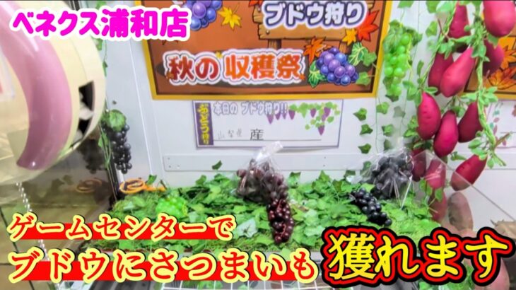 【ワクワク演出！】クレーンゲーム日本一獲れるお店にあるブドウ狩りの景品の取るコツを紹介 【ベネクス浦和店】 #2026年9月