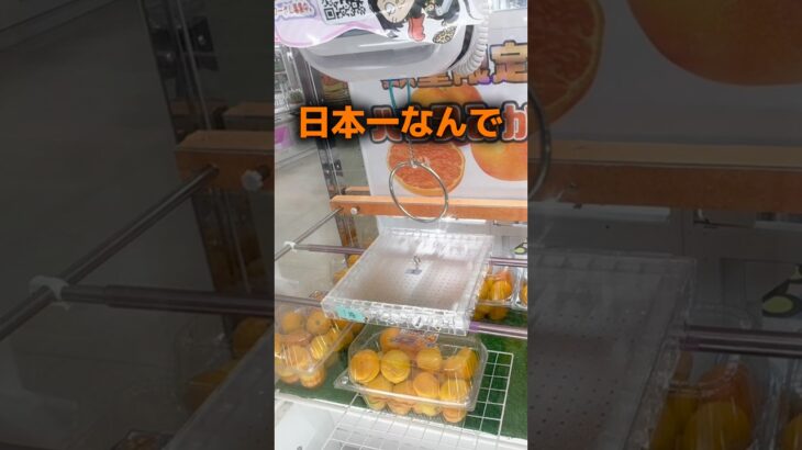 【クレーンゲーム】フック設定でみかん大量GET！？おたちゅう新潟本店が熱すぎる！🔥