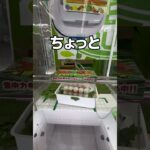 高級シャインマスカットを乱獲してみた#クレーンゲーム #UFOキャッチャー #ゲームセンター #攻略
