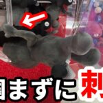 【クレーンゲーム】ぬいぐるみは掴まずに刺す！店員も驚愕の知らないとと損する攻略法【あそVIVA阪急茨木店】