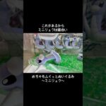 【にょろん】これがあるからミニリュウは面白い！！　#ポケモン#pokemon #ポケットモンスター #クレーンゲーム#ぬいぐるみ