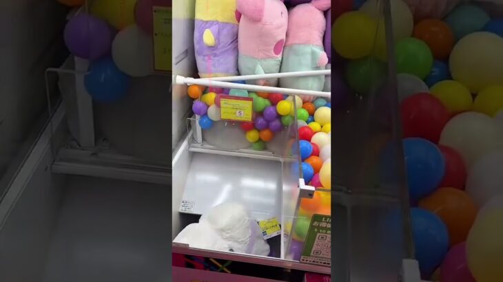 夏のベネクスで景品たくさん取ってみた#クレーンゲーム #ufoキャッチャー #ゲームセンター #埼玉