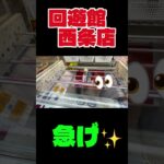 回遊館西条店でお買い物‼️ #クレーンゲーム #ゲームセンター #ufoキャッチャー #回遊館西条店#回遊館#日用品#取り方#攻略