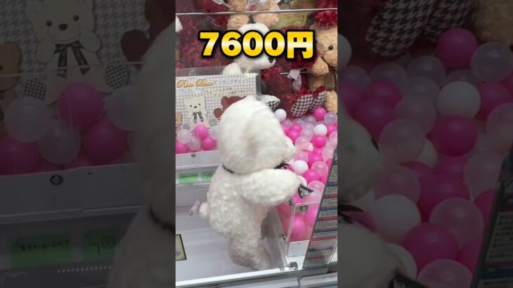 グランドオープンから一年！関西最大級のゲーセンで10000円チャレンジ！ #shorts #クレーンゲーム #ufoキャッチャー #cranegame