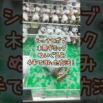 【クレーンゲーム】10/7 ラウンドワンでシュナとボブのゆらゆら木馬ギミックのぬいぐるみを4手で簡単に取る取り方のコツをお見せします！ #shorts