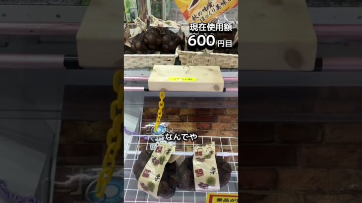 1日1000円しか使えないクレーンゲームの景品だけで生活250日目 #clawmachine #クレーンゲーム #フック設定 #ゲームセンター #ufoキャッチャー #ゲーセン