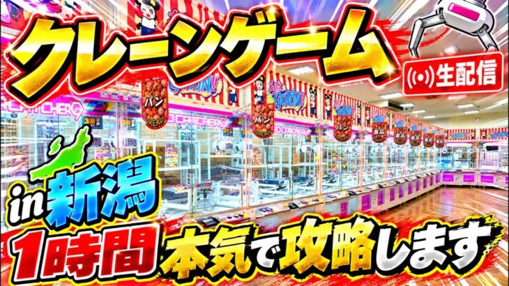 【緊急生配信】新潟のクレーンゲーム専門店で1時間本気の攻略LIVEします！　#クレーンゲーム  #ufoキャッチャー #ゲームセンター