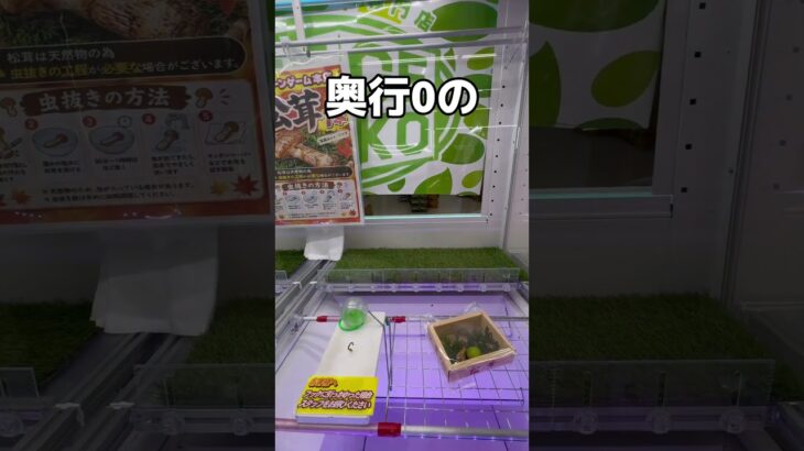 ゲームセンターで松茸をたくさん取っちゃうゾ！！#UFOキャッチャー #クレーンゲーム  #ゲームセンター #攻略 #shorts  #youtubeshorts