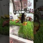 【クレーンゲーム】浅草花やしきのゲーセンで恐竜フィギュアが獲れまくり！コツを解説#shorts