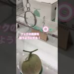 斜めフックチャレンジ✨️メロン🍈編 #クレーンゲーム #日用品 #フック攻略