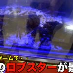 激レアのクレーンゲームに本物のロブスターが入ってたw【クレーンゲーム／UFOキャッチャー】