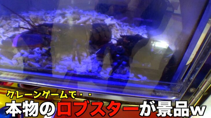 激レアのクレーンゲームに本物のロブスターが入ってたw【クレーンゲーム／UFOキャッチャー】